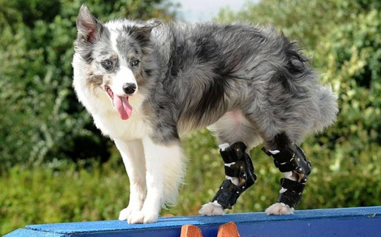 Η σκυλίτσα που περπατά με τεχνητά πόδια