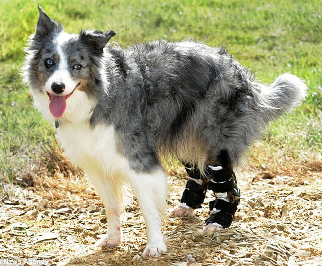  Η σκυλίτσα που περπατά με τεχνητά πόδια   