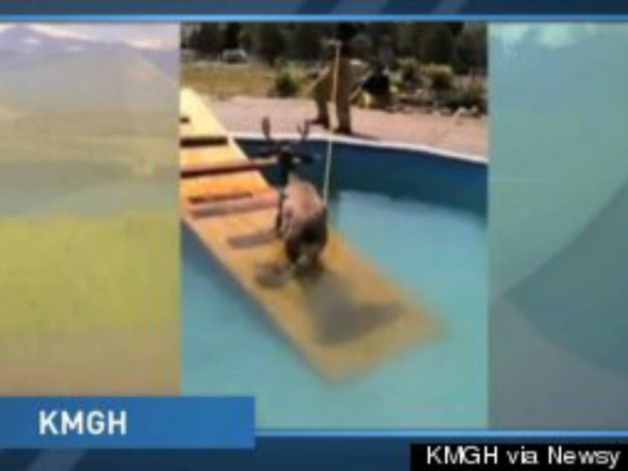 Βίντεο: Ελαφάκι έπεσε σε πισίνα!