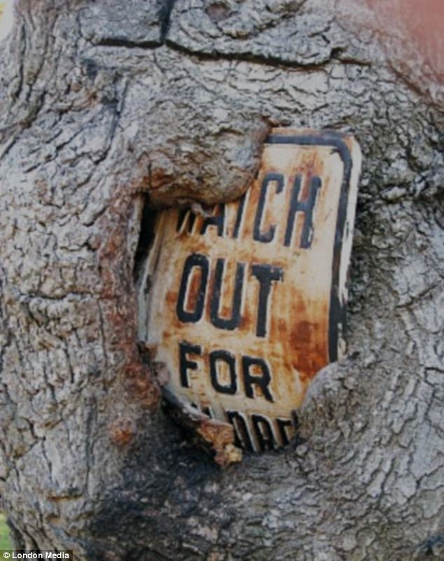 Απίστευτες φωτογραφίες: Τα πεινασμένα δέντρα!