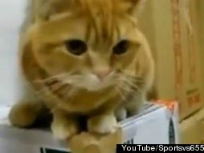 Βίντεο: Το πιο πεινασμένο γατάκι που έχετε δει!