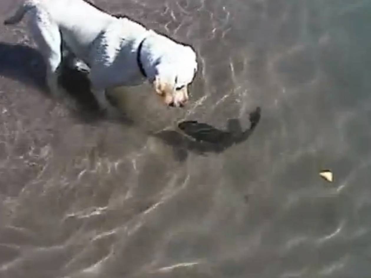 Απίθανο βίντεο: Σκύλος φιλάει ψάρι και κολυμπούν παρέα!