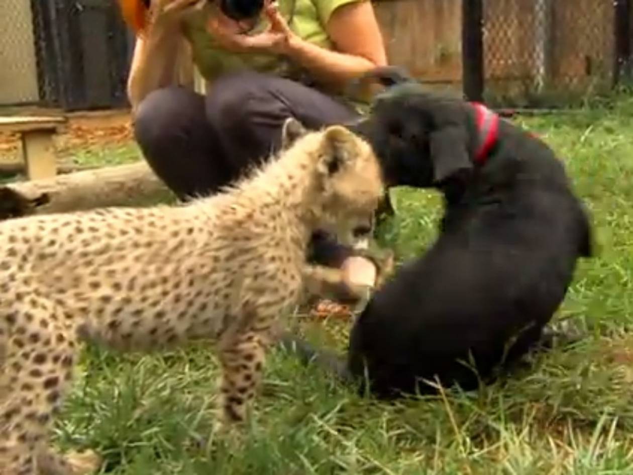 Βίντεο: Μικρό τσιτάχ και σκύλος... οι καλύτεροι φίλοι
