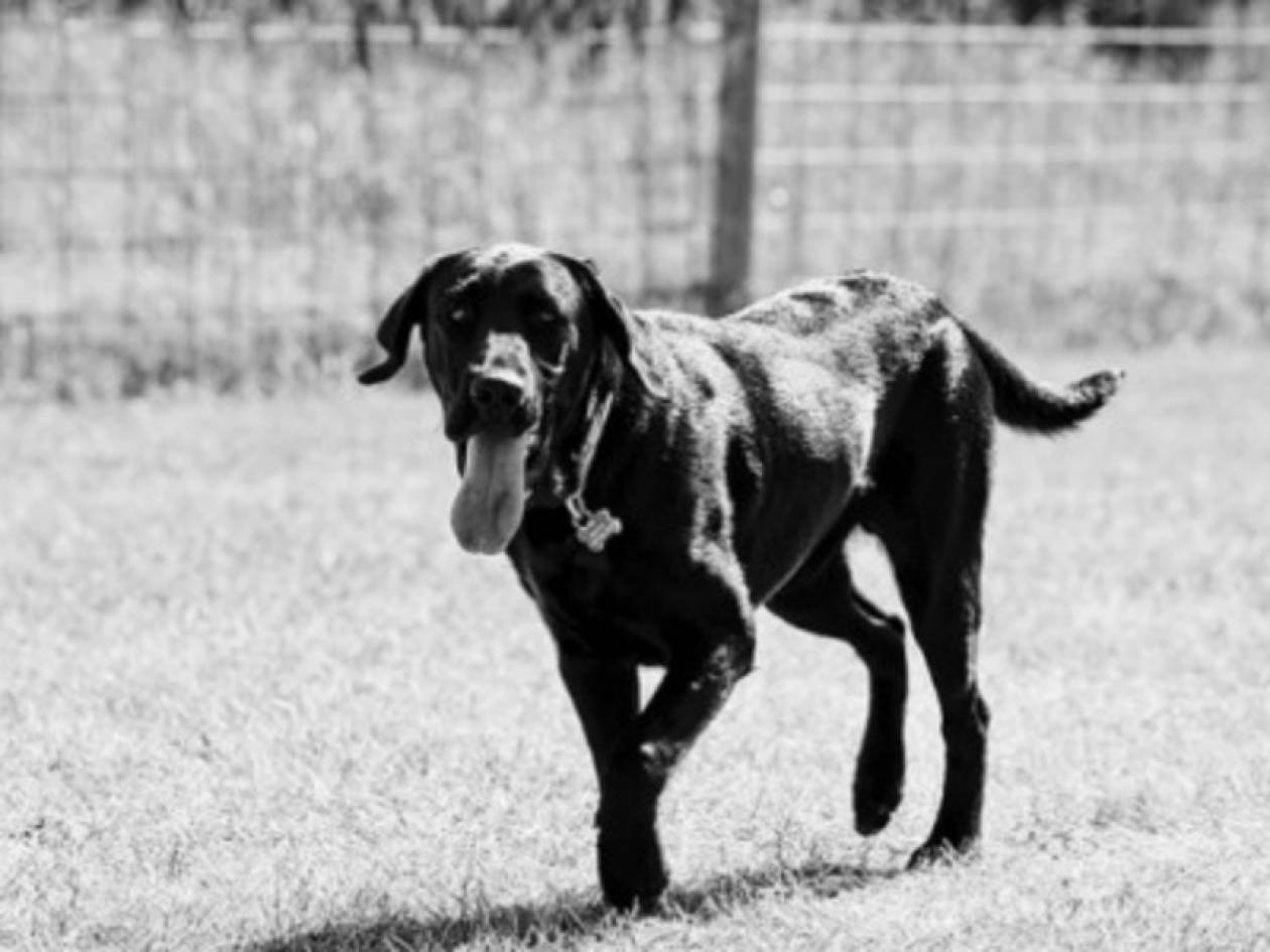 Συγκλονιστικό: Σκύλος διέσχισε 800 χλμ για βρει το αφεντικό του!