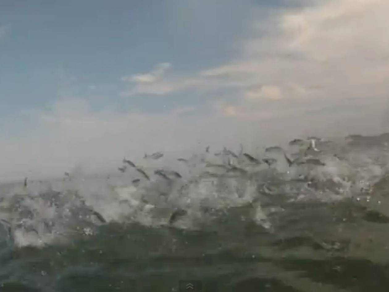 Εντυπωσιακό βίντεο: Ιπτάμενα ψάρια!