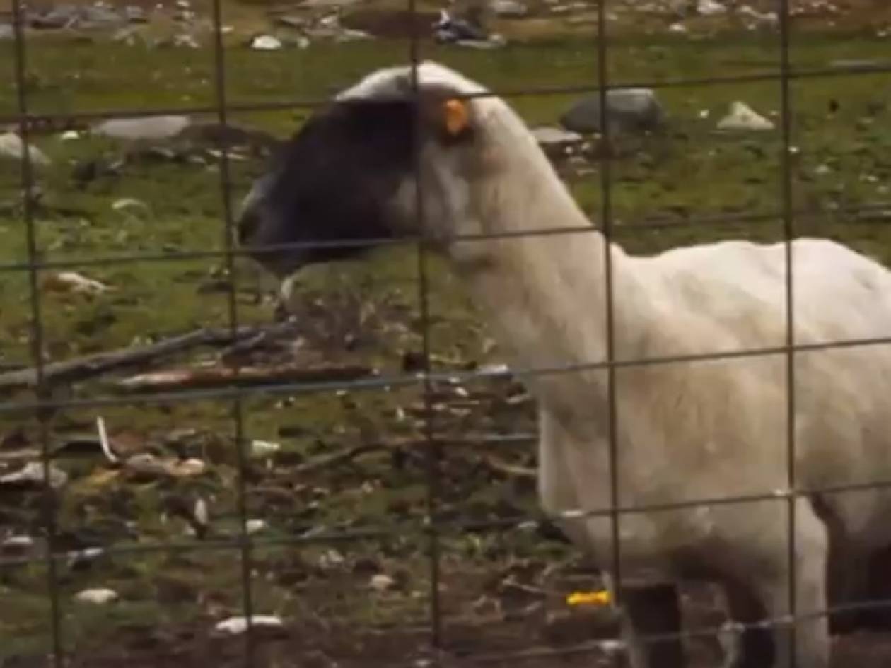 Βίντεο: Το πρόβατο που ουρλιάζει!