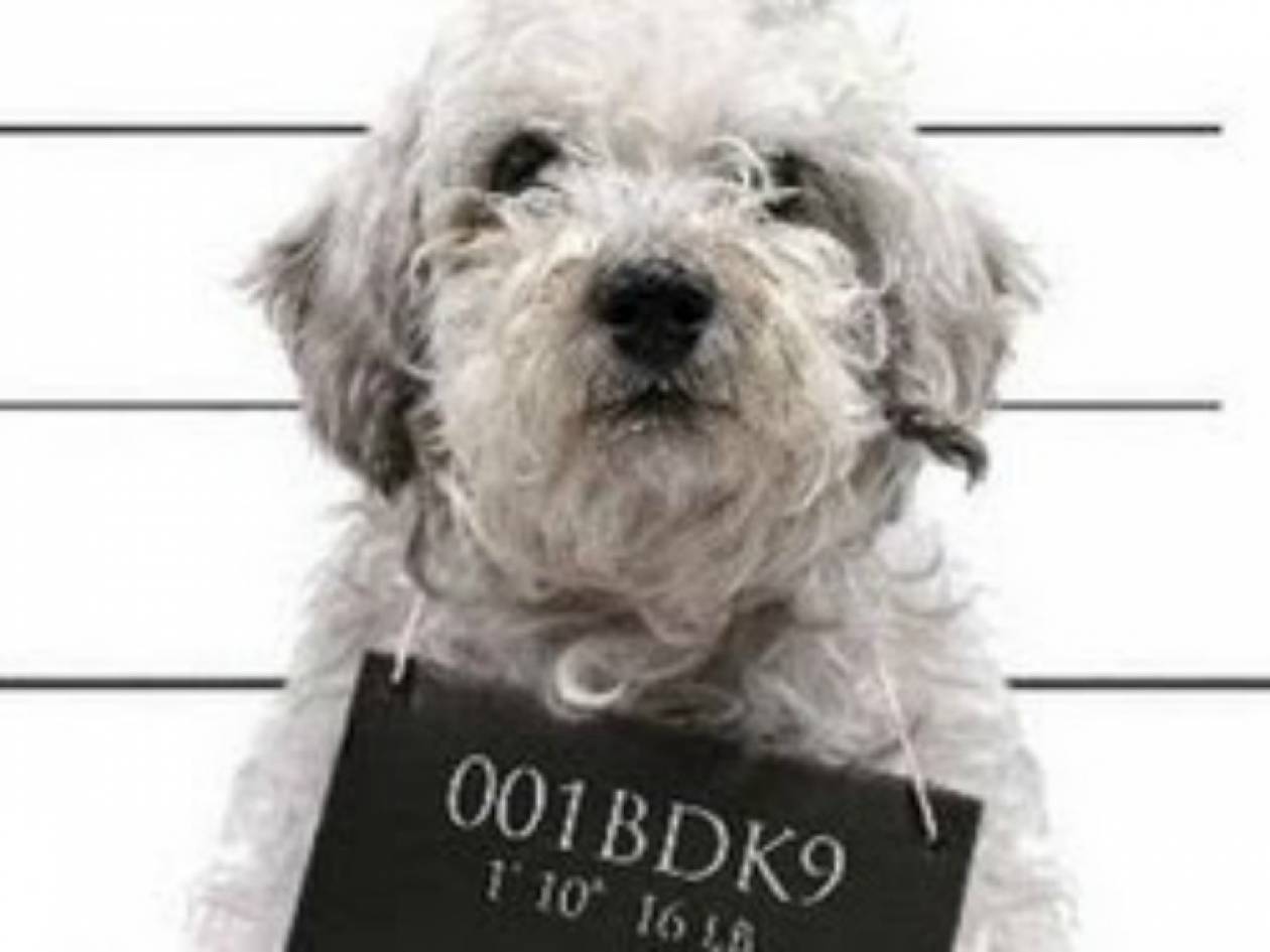 ΑΠΙΣΤΕΥΤΟ: Σκύλος καταδικάστηκε σε θάνατο!