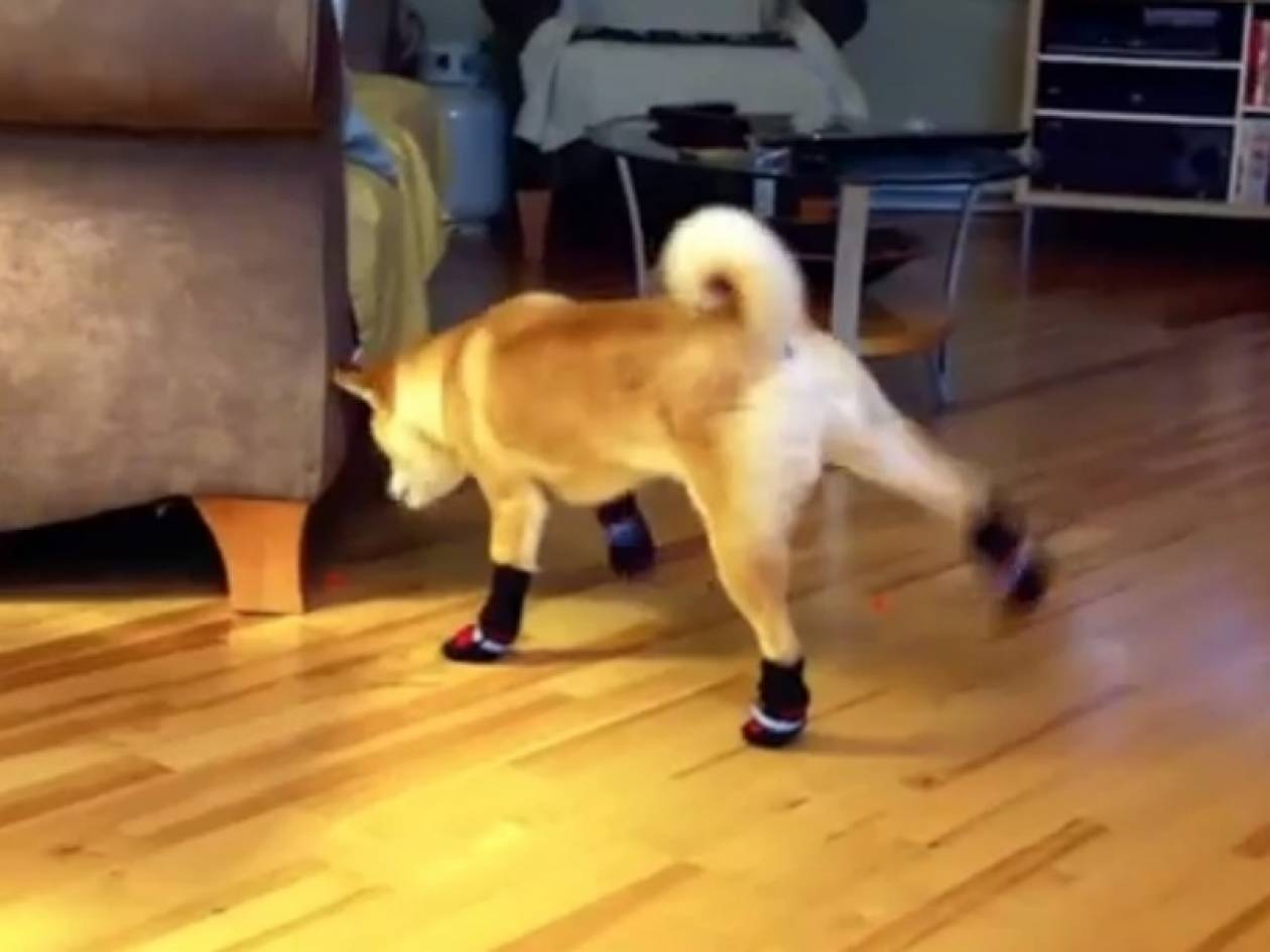 Βίντεο: Σκύλος - μπαλαρίνα αντιπαθεί τα νέα του παπούτσια