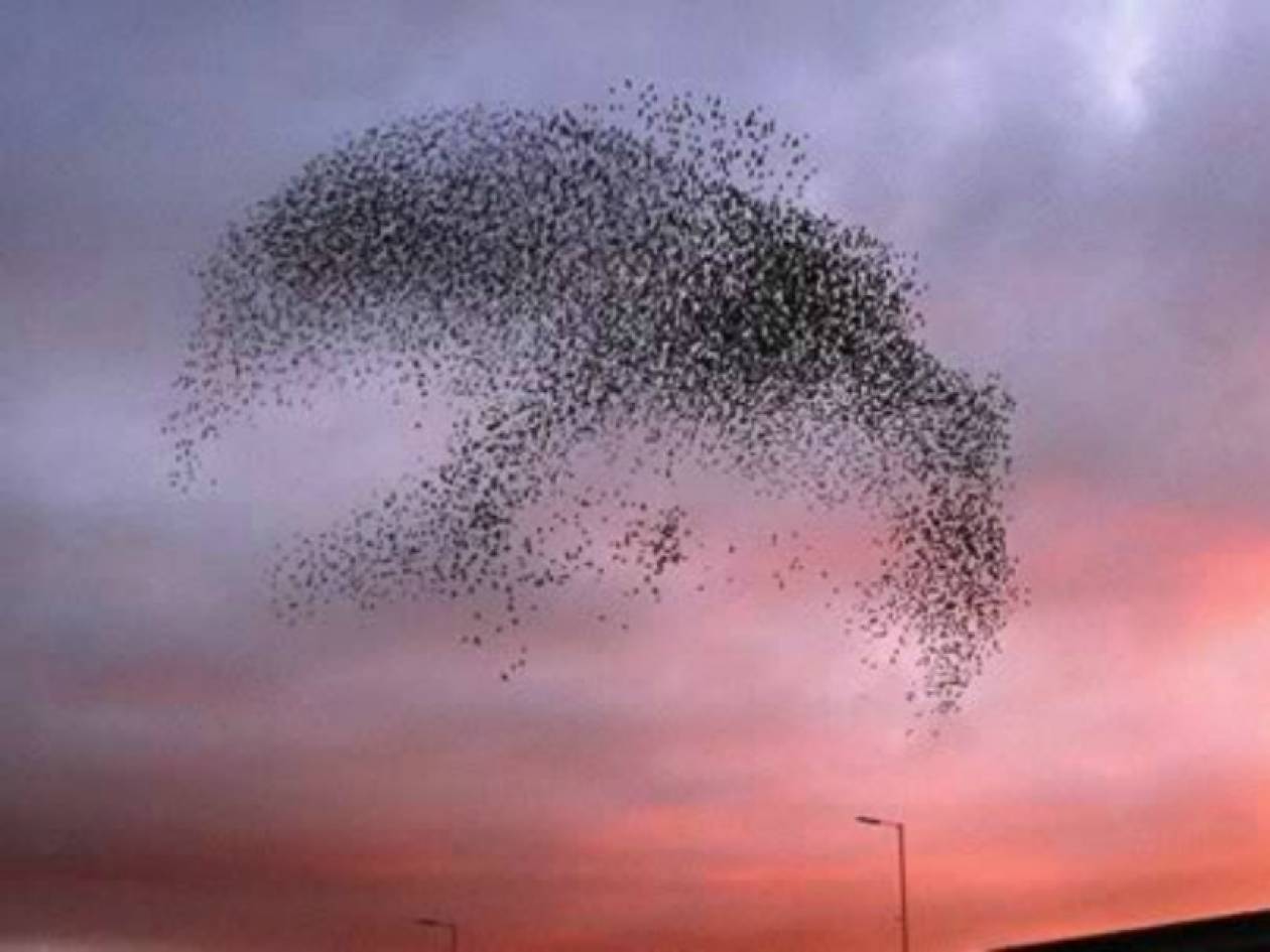Εκπληκτικές φωτογραφίες από σχηματισμούς πουλιών