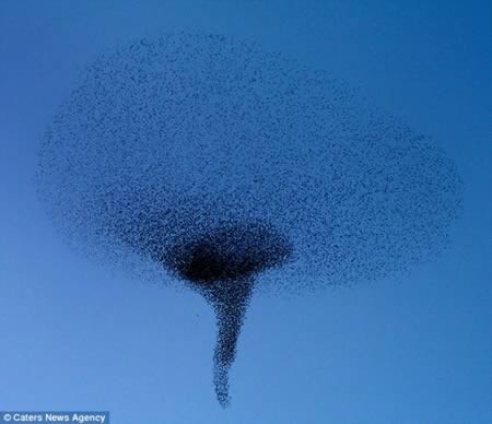 Εκπληκτικές φωτογραφίες από σχηματισμούς πουλιών