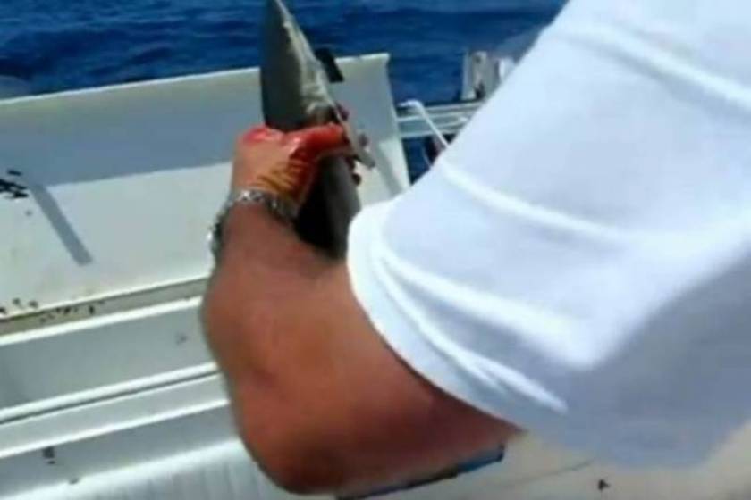 ΣΟΚ: Σκότωσαν θηλυκό καρχαρία, σώθηκαν τα μωρά του!