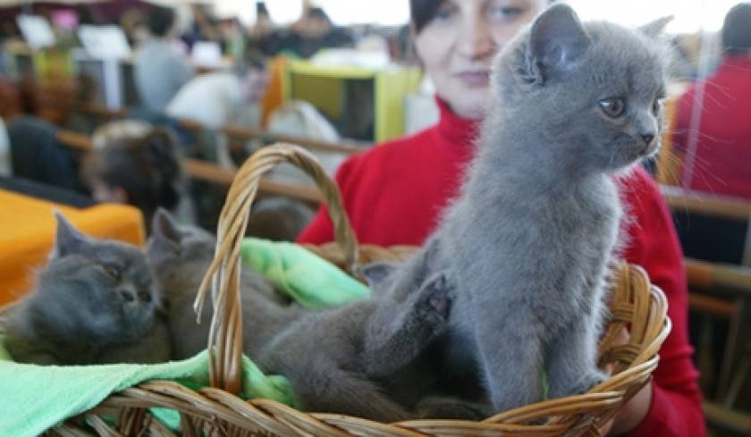 Το γατάκι του Πούτιν θα ζήσει έξι μήνες στο αεροδρόμιο του Τόκιο