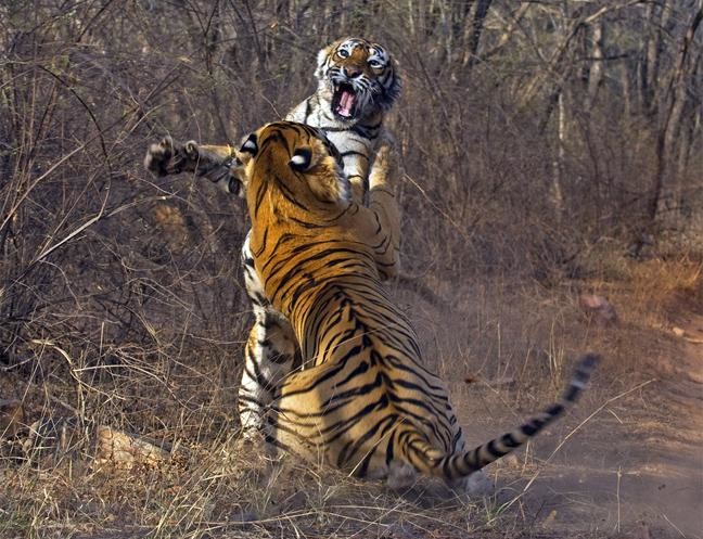 ΔΕΙΤΕ: Επική μάχη τίγρεων για το… βραδινό στη ζούγκλα!