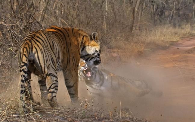 ΔΕΙΤΕ: Επική μάχη τίγρεων για το… βραδινό στη ζούγκλα!