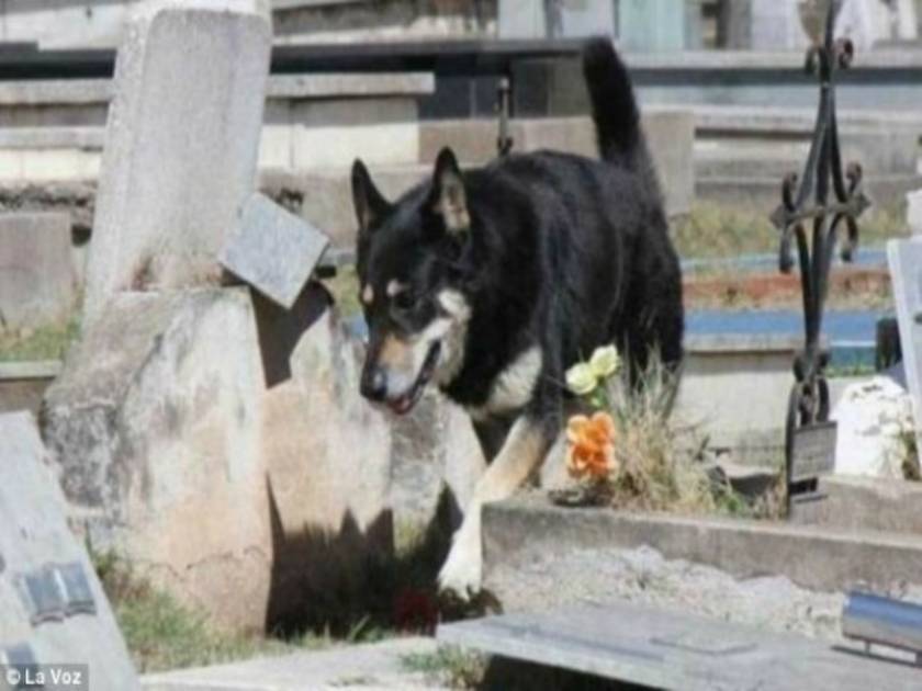 Σκύλος δεν φεύγει από τον τάφο του αφεντικού του εδώ και 6 χρόνια