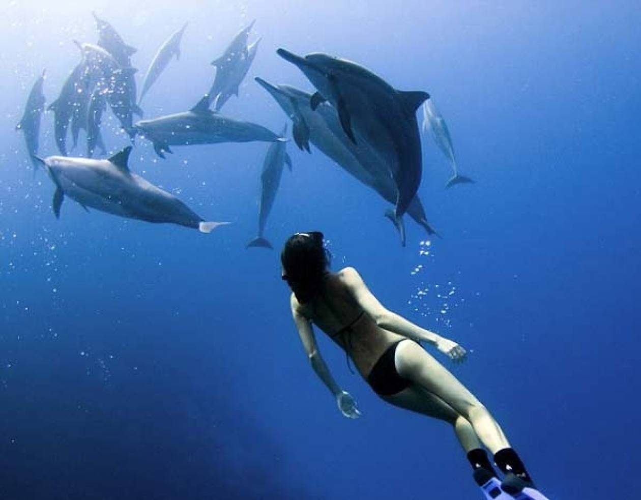 Κολυμπά μαζί με τα δελφίνια