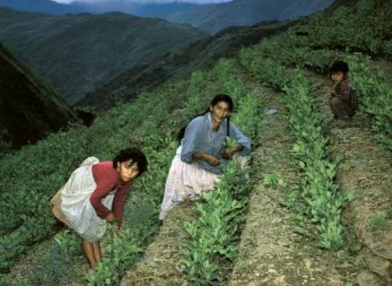 Μειώθηκαν οι καλλιεργήσιμες ζώνες κόκας στη Βολιβία