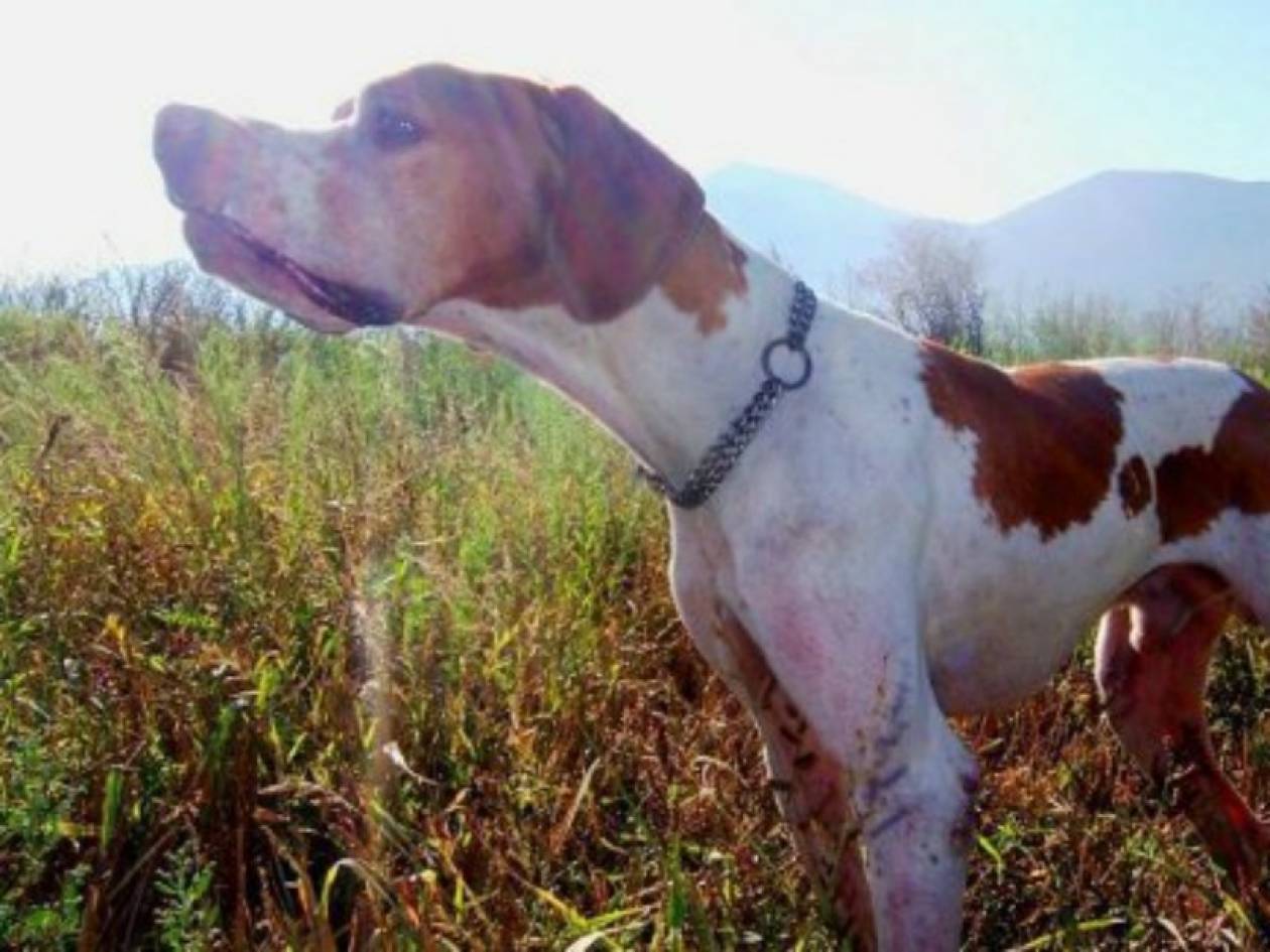 Μαζική κτηνωδία στο Λασίθι - Δηλητηρίασαν 30 κυνηγόσκυλα