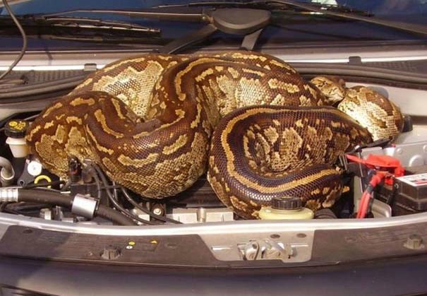 Εφιάλτης: Δείτε τι βρήκε κάτω από το καπό του αυτοκινήτου του!