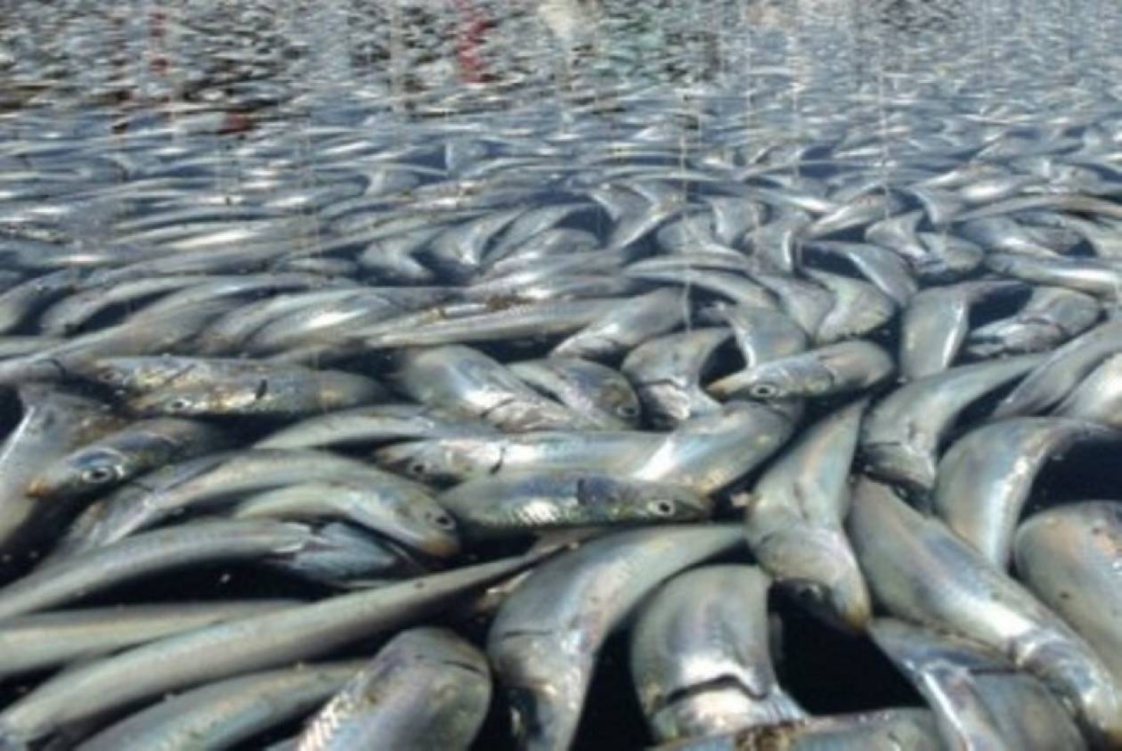 Τρίκαλα: Νεκρά ψάρια στον ποταμό Καλέντζη