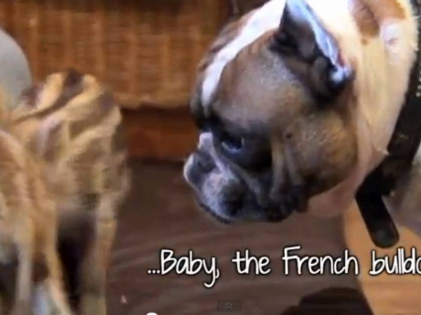 Βίντεο: Μπουλντόγκ υιοθέτησε μωρά αγριόχοιρους!