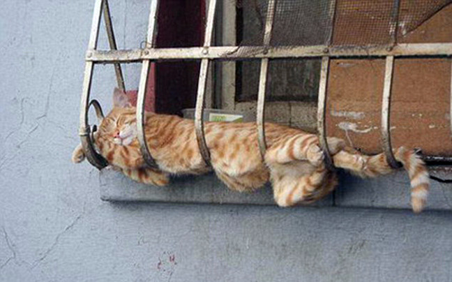 Όταν οι γάτες κοιμούνται... (pics)
