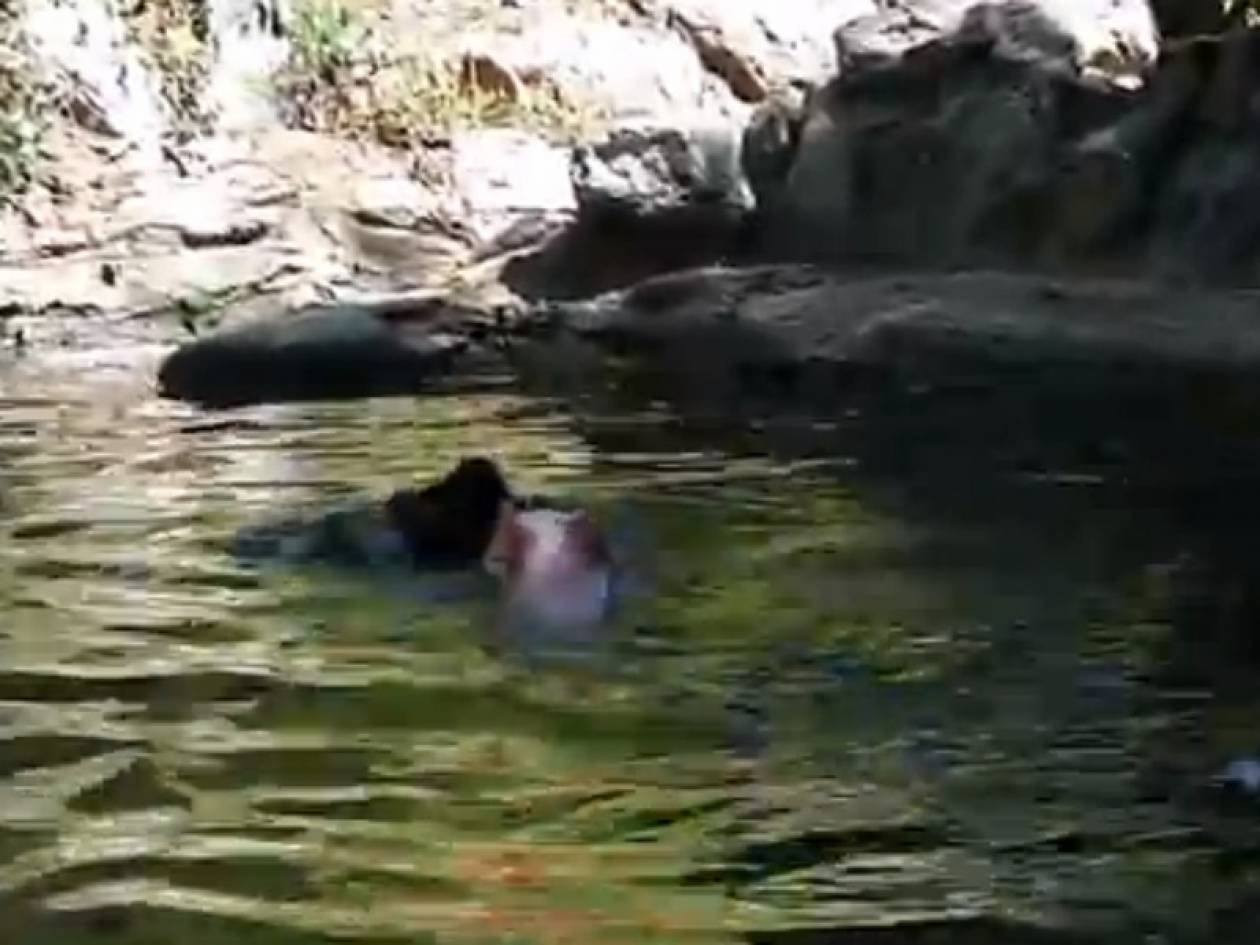 Απίστευτο βίντεο: Γουρουνάκι διασώζει κατσίκα σε ποτάμι