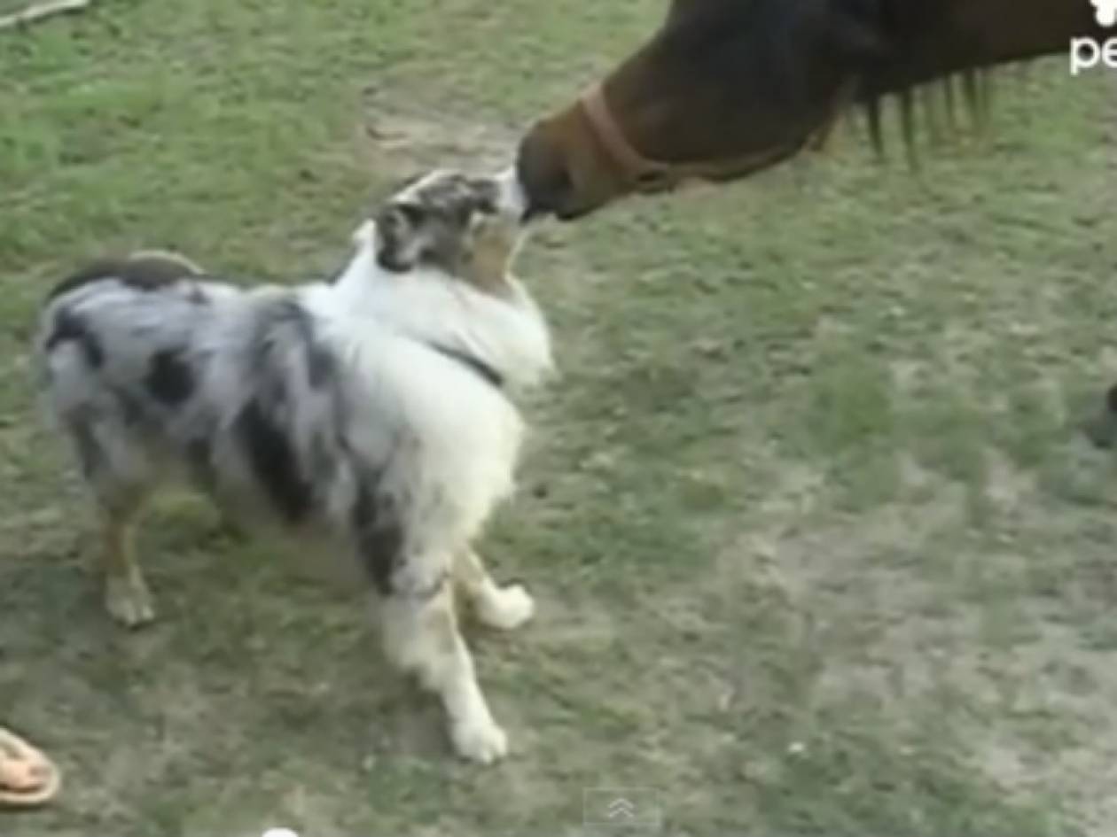 Βίντεο: Σκύλος και άλογο δίνουν φιλί διαρκείας!