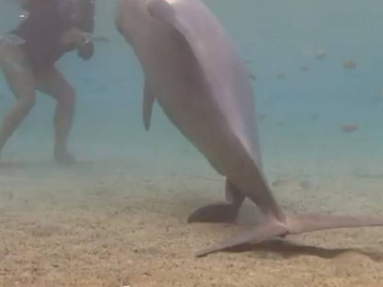 Απίστευτο βίντεο: Γέννηση δελφινιού on camera!