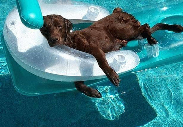 20 σκυλάκια που δε θέλουν να τελειώσει το καλοκαίρι