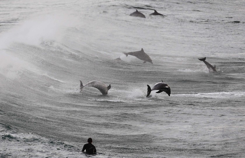 Έκαναν σέρφινγκ παρέα με δελφίνια (pics)