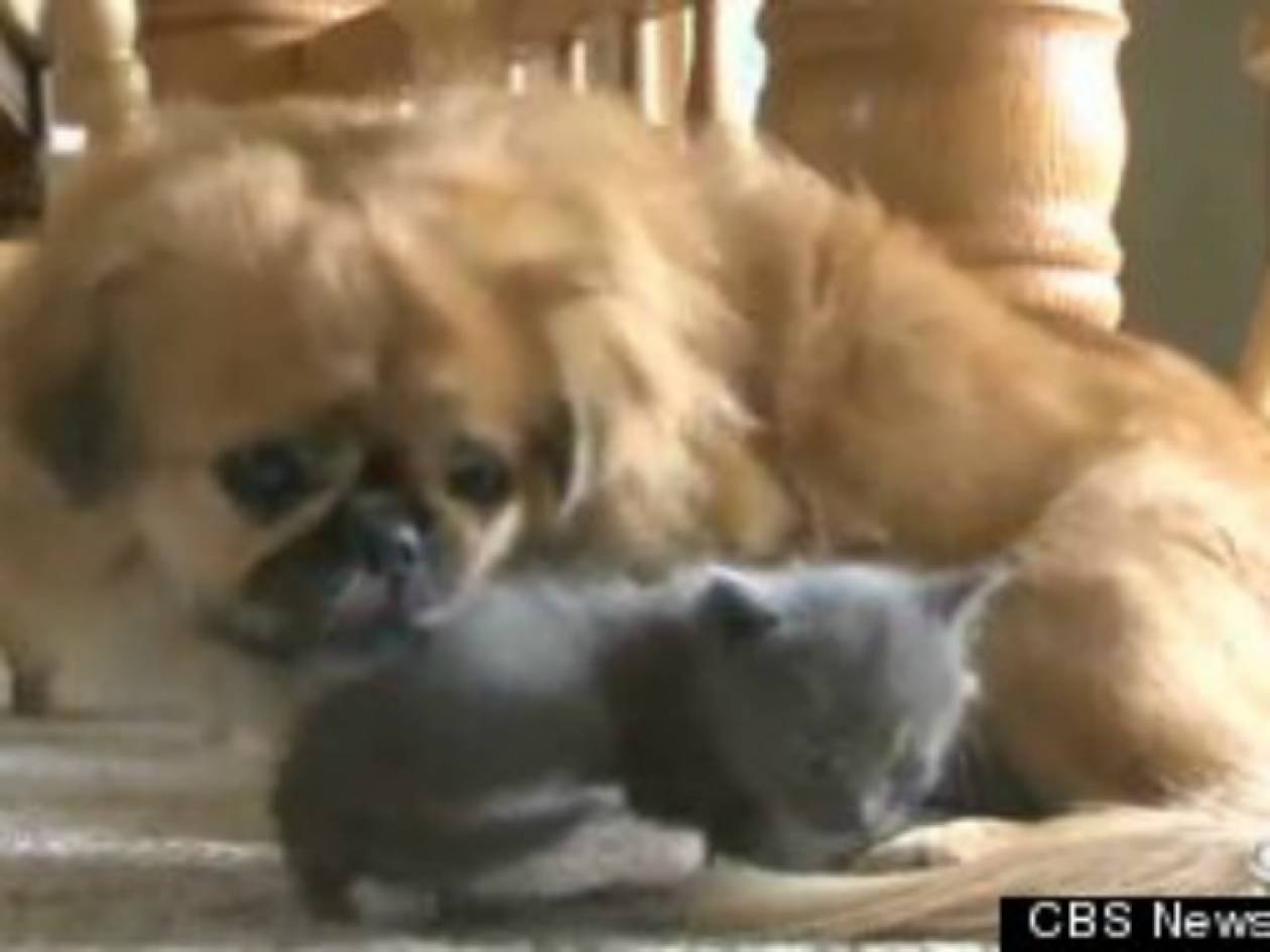 Βίντεο: Σκυλίτσα υιοθέτησε και θηλάζει εγκαταλελειμμένο γατάκι