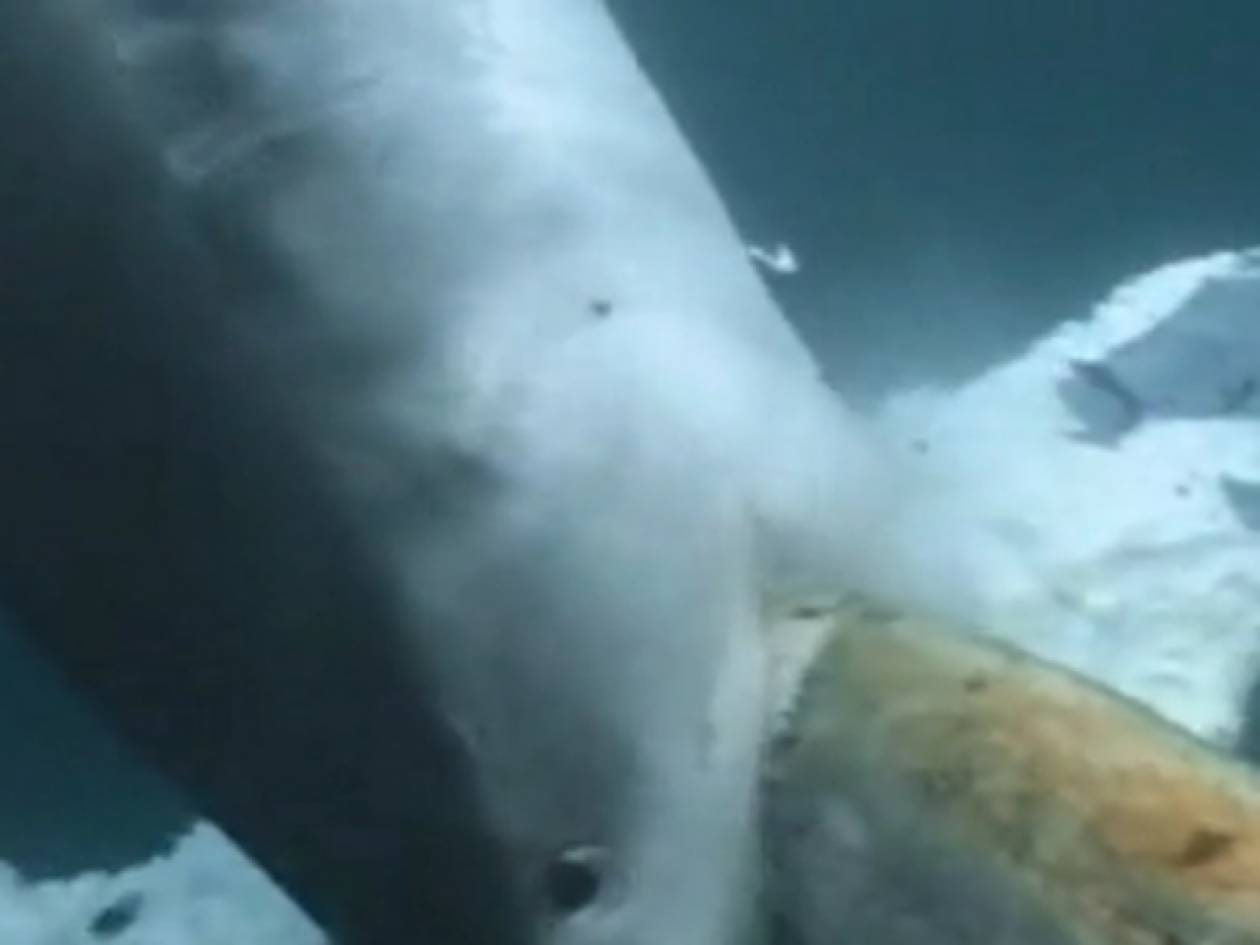 BINTEO - ΣΟΚ: Καρχαρίες τρώνε ζωντανή μία φάλαινα