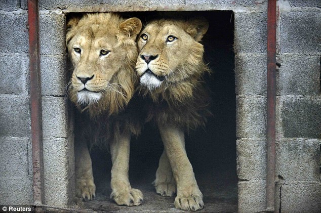Λιοντάρια απελευθερώνονται στην άγρια φύση (pics)
