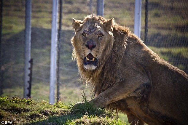 Λιοντάρια απελευθερώνονται στην άγρια φύση (pics)