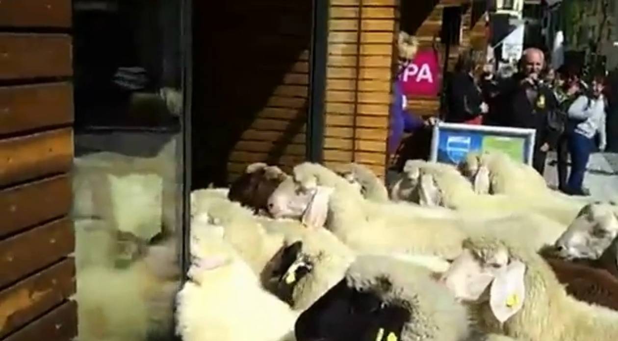 Βίντεο: Πρόβατα πήγαν για... ψώνια
