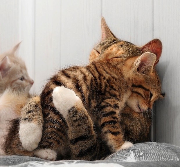 Απίθανες... γατίσιες αγκαλιές! (pics)