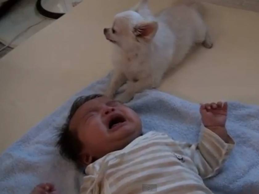 Βίντεο: Σκύλος δίνει σε μωρό μπισκότο για να σταματήσει να κλαίει