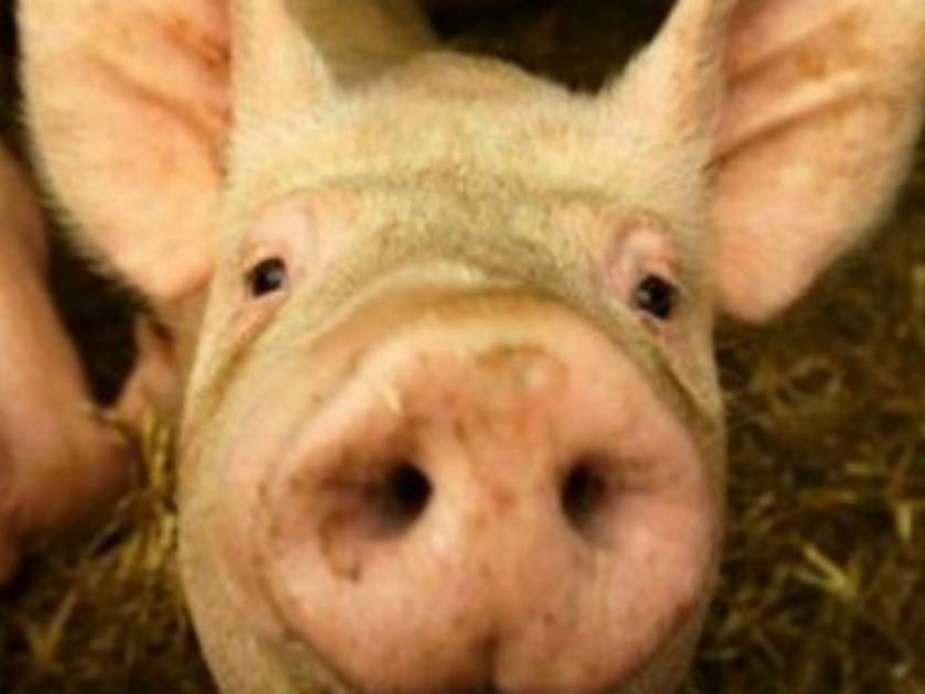 ΣΟΚ: Αγρότης κατασπαράχθηκε από τα γουρούνια του