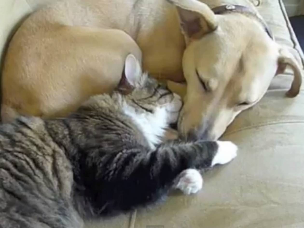 Βίντεο: Γάτα και σκύλος το καλύτερο ζευγάρι