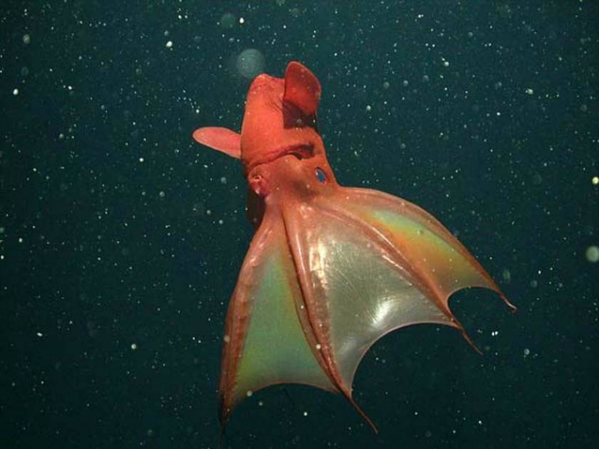 «Καλαμάρι βαμπίρ»: Ένα μυστήριο πλάσμα του ωκεανού!