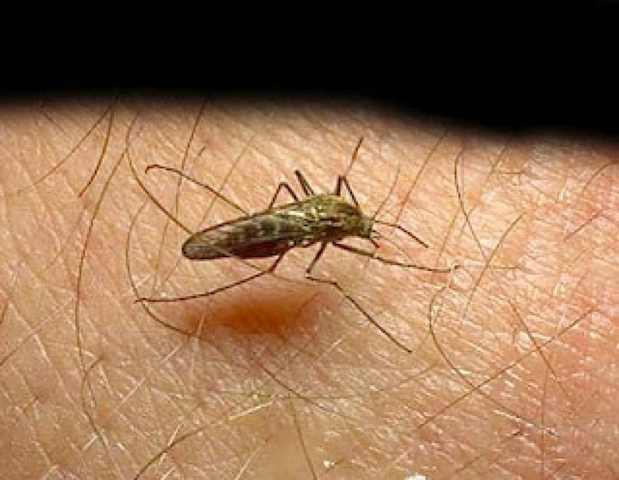 Ενημέρωση για τα κρούσματα ελονοσίας σε μετανάστες στην Καρδίτσα