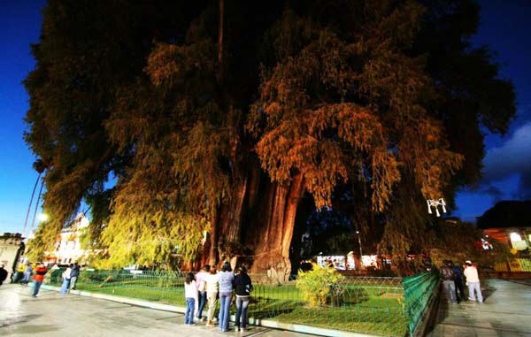 Αυτό είναι το μεγαλύτερο δέντρο του κόσμου!