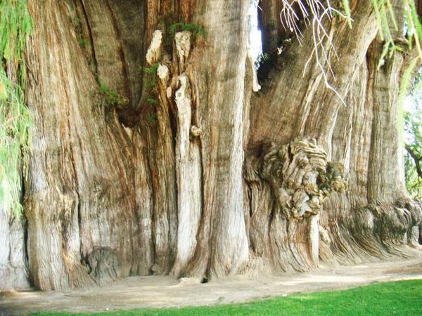 Αυτό είναι το μεγαλύτερο δέντρο του κόσμου!