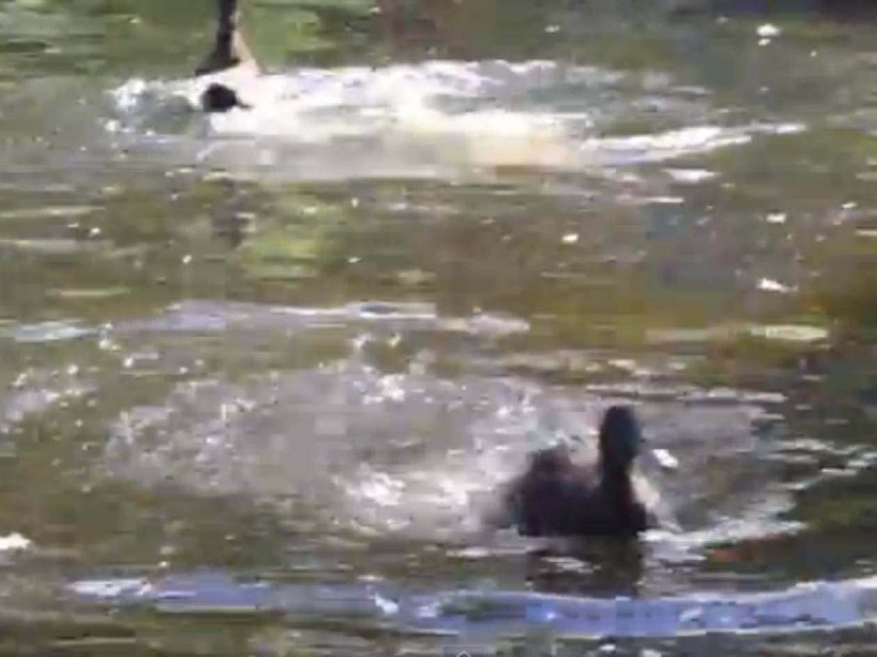 Απίθανο βίντεο: Διασωσμένες πάπιες μπαίνουν πρώτη φορά σε λίμνη