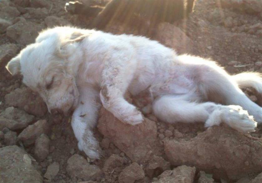 ΣΟΚ: Δηλητηρίασαν με φυτοφάρμακο σκυλιά σε παραλία της Ξάνθης