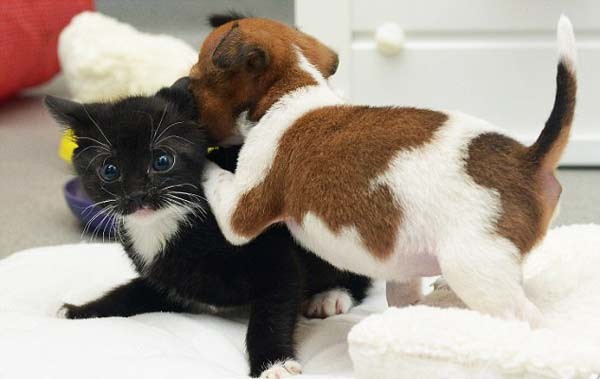 Απίστευτη ιστορία: Γάτα και σκύλος νομίζουν ότι είναι… αδέλφια!
