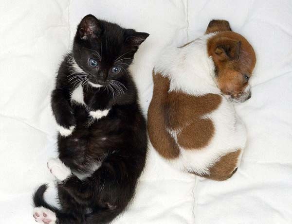 Απίστευτη ιστορία: Γάτα και σκύλος νομίζουν ότι είναι… αδέλφια!