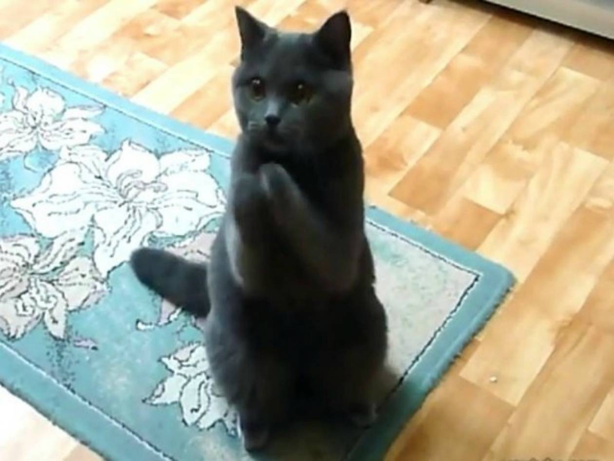 Βίντεο: Η απίστευτα γλυκιά γάτα που... ικετεύει για φαγητό!
