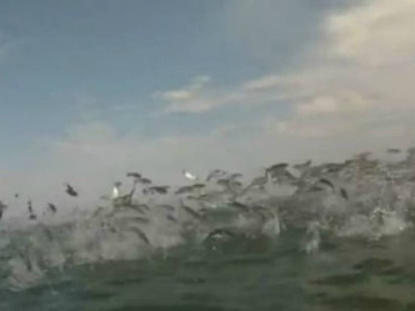 Εκπληκτικό βίντεο: Ψάρια «πετούν» και παίζουν με λουόμενους!